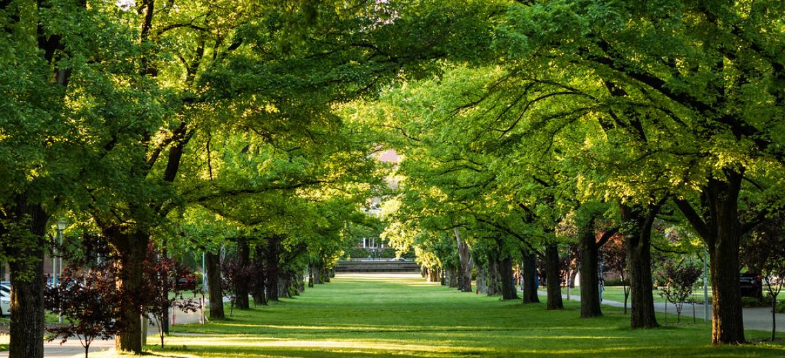 ANU University Avenue